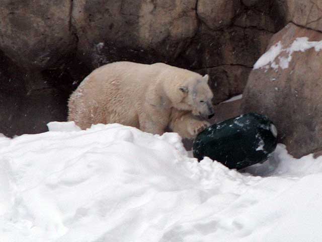 playful polar bear