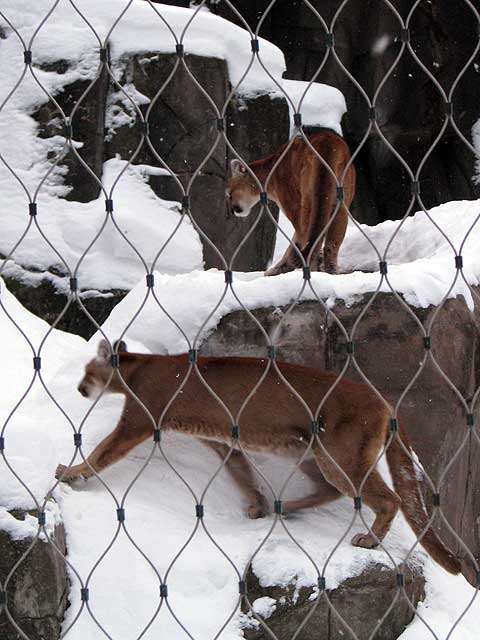 prowling cougars