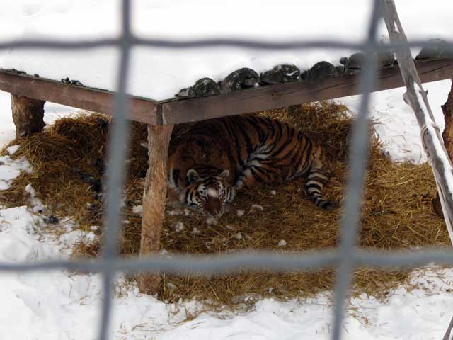 sleepy tiger