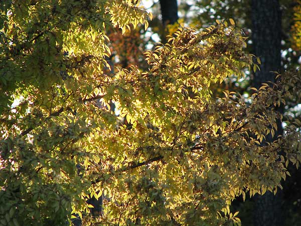 bright leaves