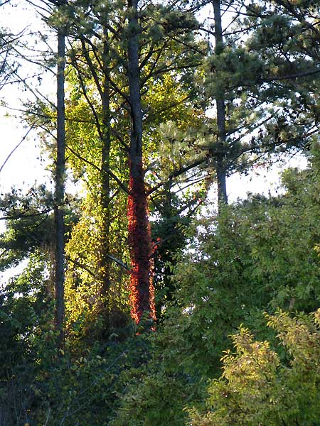 bright greens and red