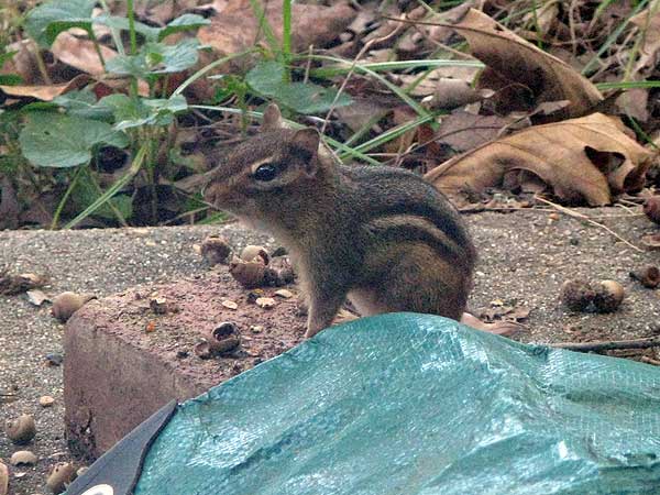 brave chipmunk