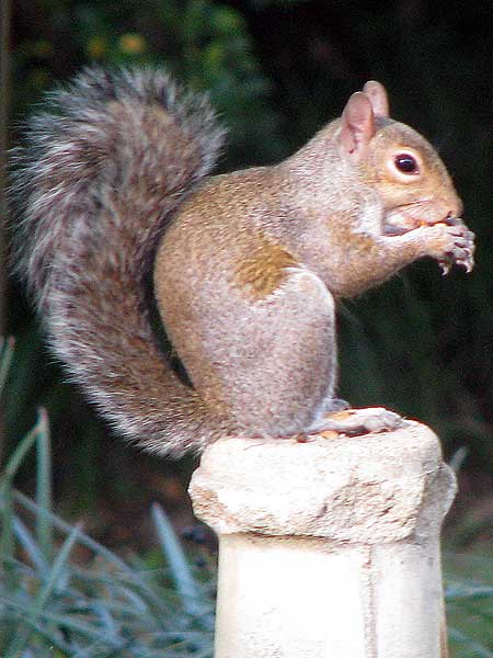 squirrel eating on the base of our bird bath